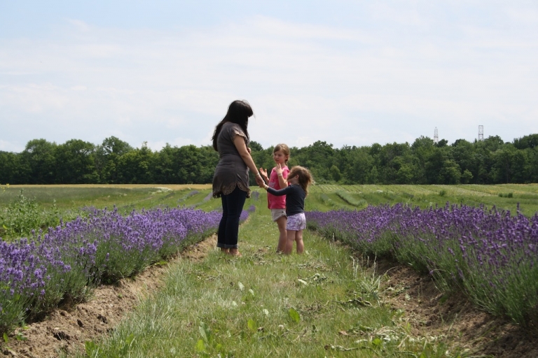 terra-lavanda-field